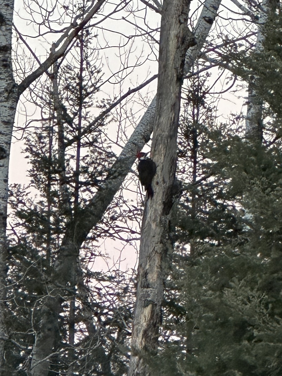 Pileated Woodpecker - ML631306788