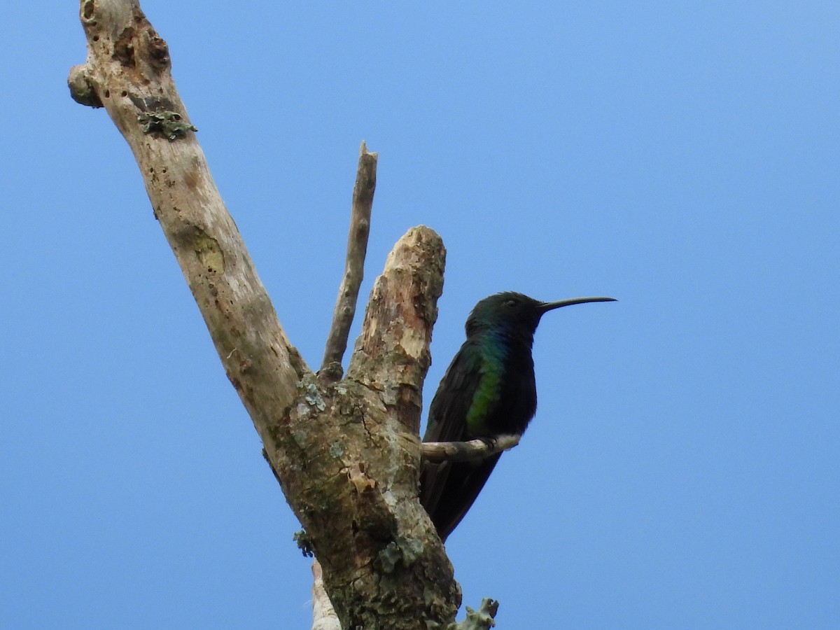 Black-throated Mango - ML631306971