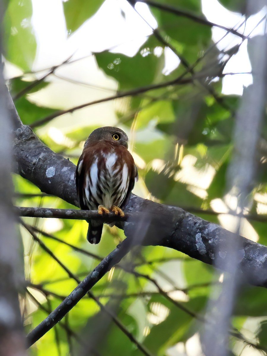 Least Pygmy-Owl - ML631306988