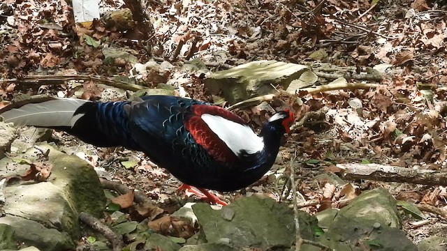 Swinhoe's Pheasant - ML631307001
