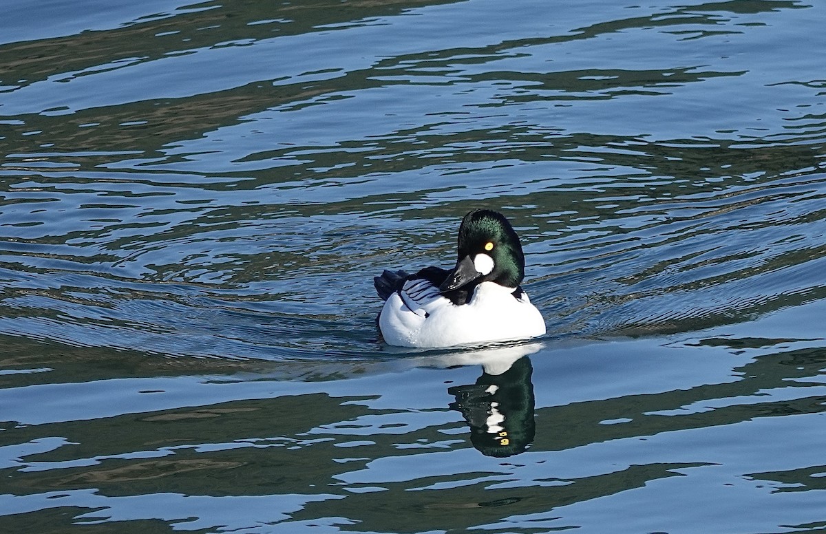 Common Goldeneye - ML631307037