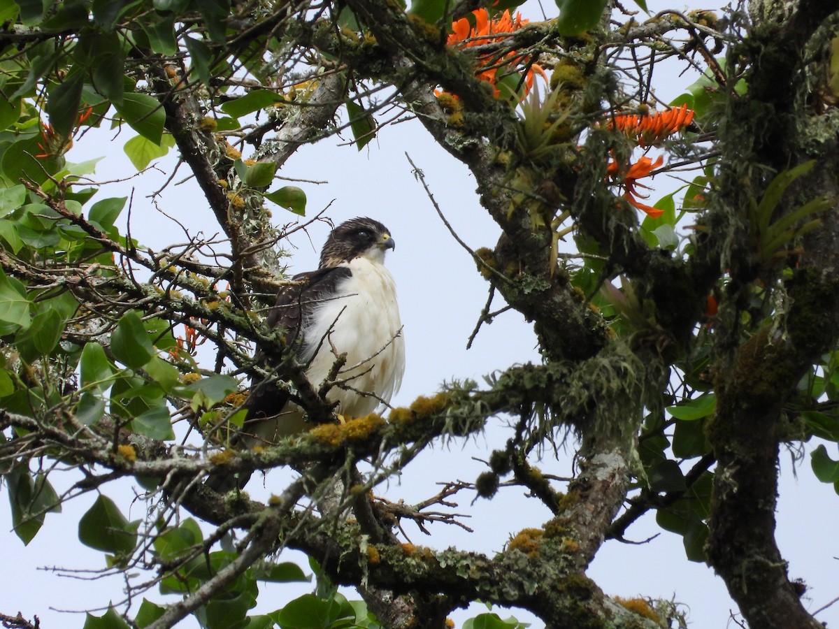 Short-tailed Hawk - ML631307041