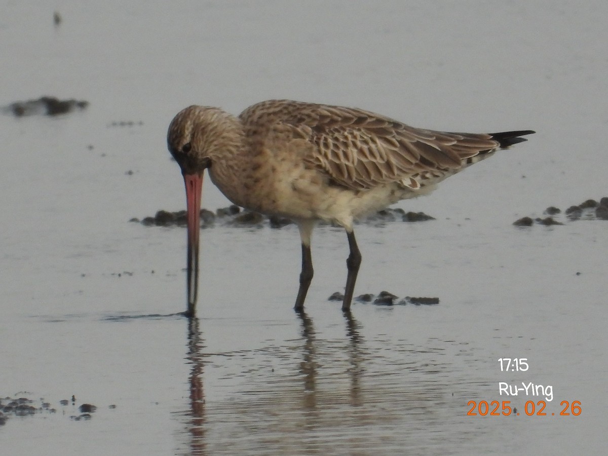 Bar-tailed Godwit - ML631307049