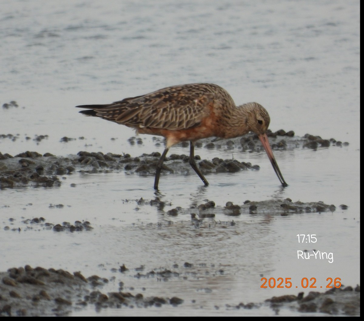 Bar-tailed Godwit - ML631307050