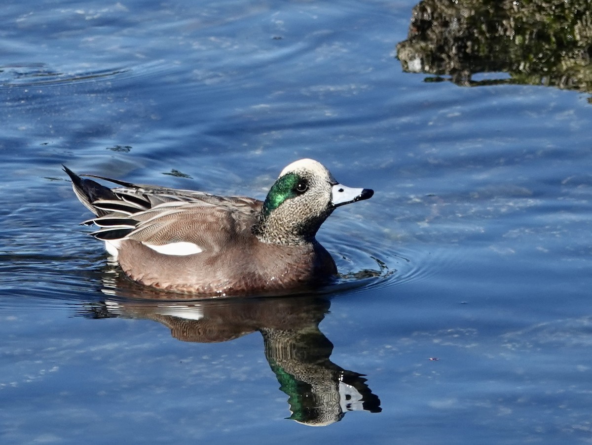 American Wigeon - ML631307092