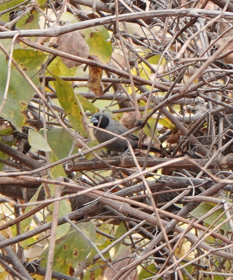Black-faced Firefinch - ML631307290