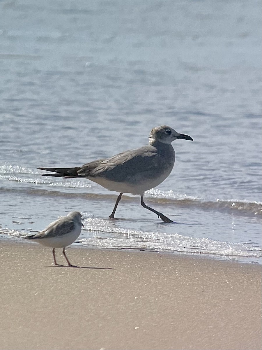 Laughing Gull - ML631307335