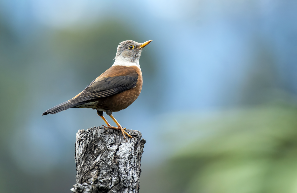 Chestnut Thrush - ML631307369