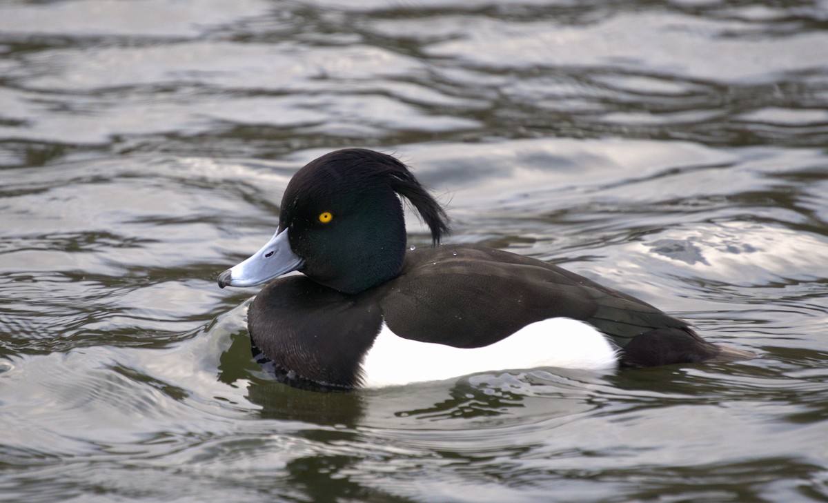 Tufted Duck - ML631307390