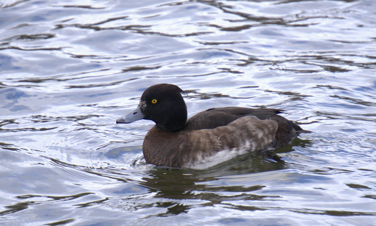 Tufted Duck - ML631307391