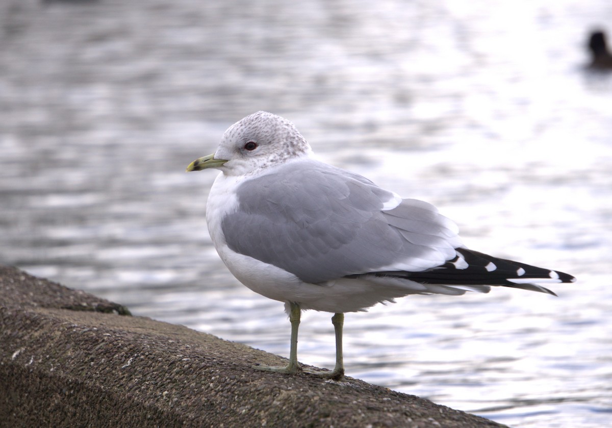 Common Gull - ML631307397