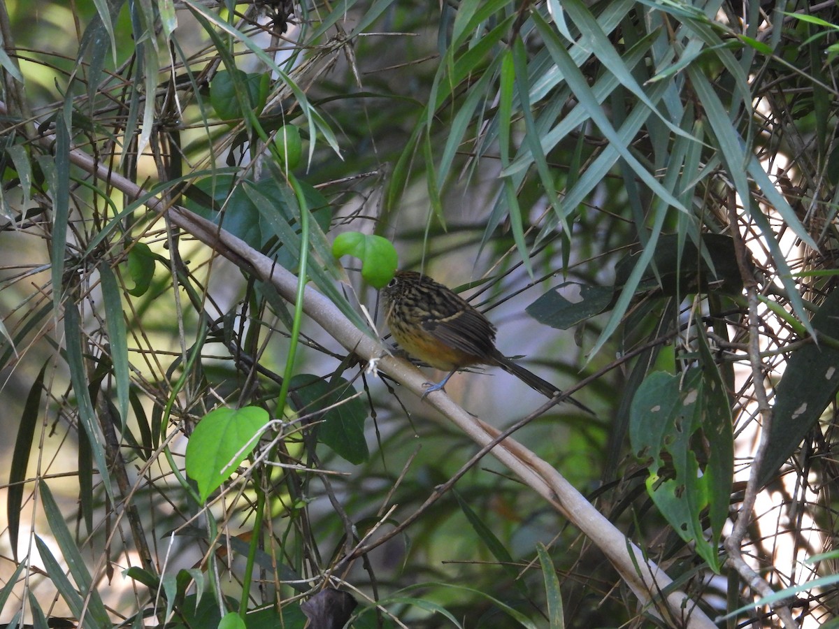 East Andean Antbird - ML631307415