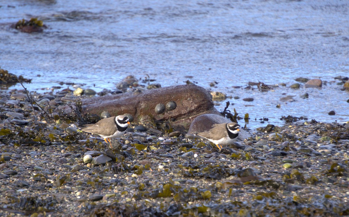 Common Ringed Plover - ML631307441