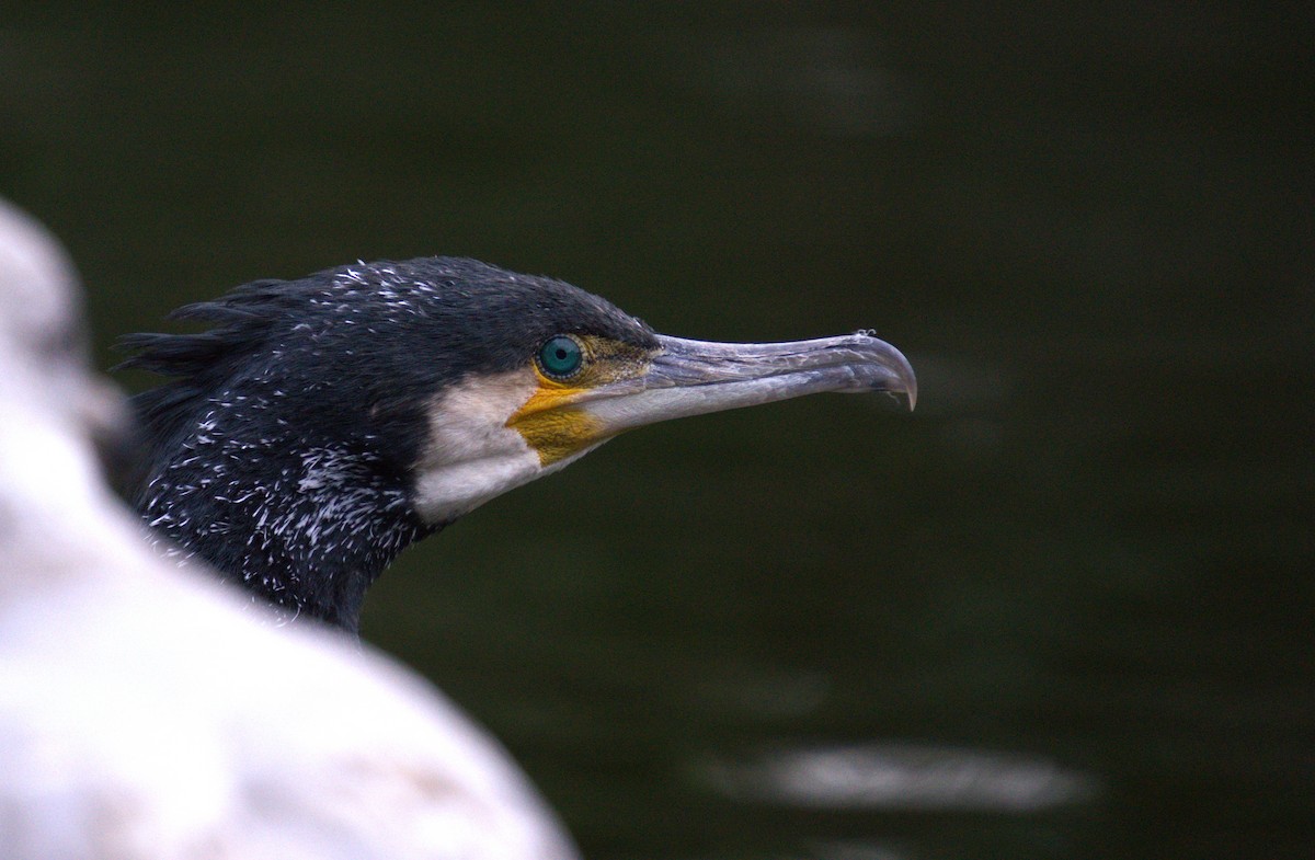 Great Cormorant - ML631307471