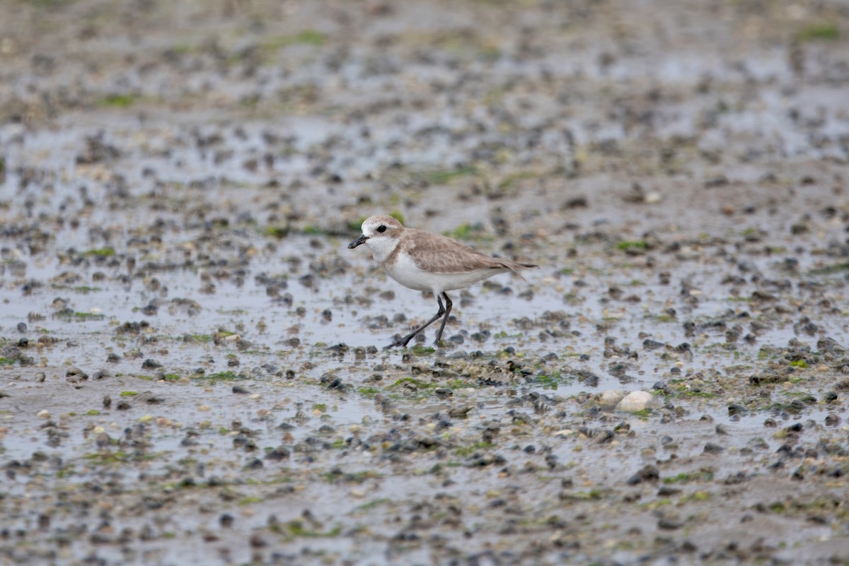 sand-plover sp. - ML631307500