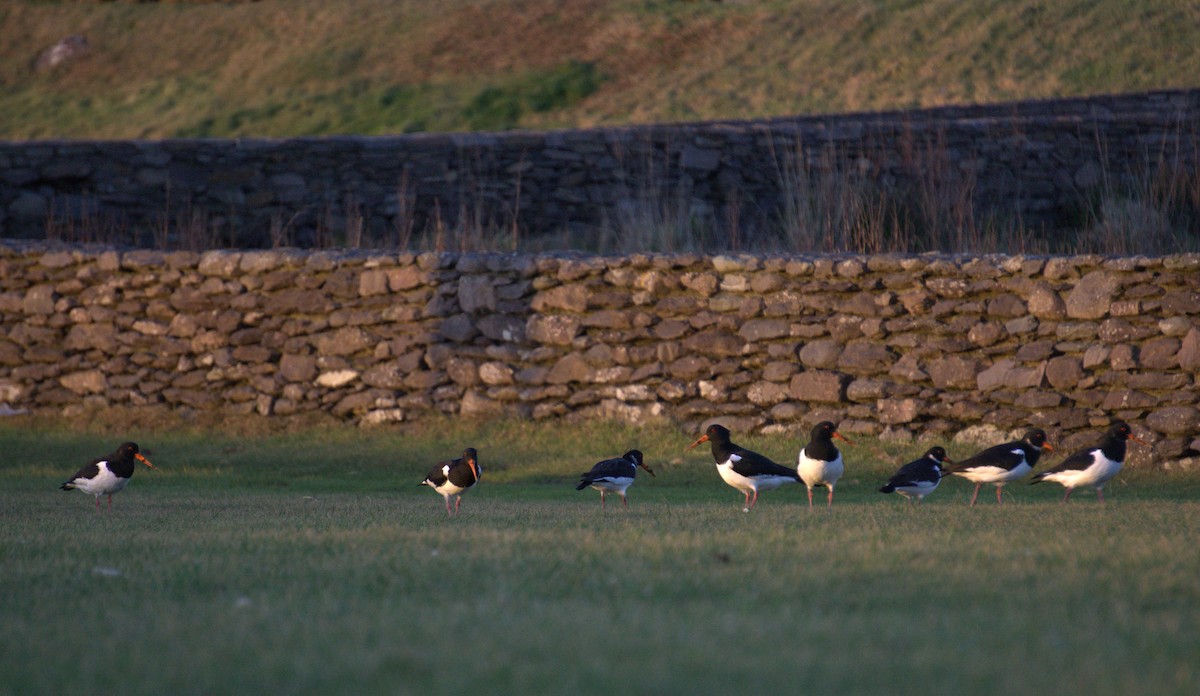 Eurasian Oystercatcher - ML631307510