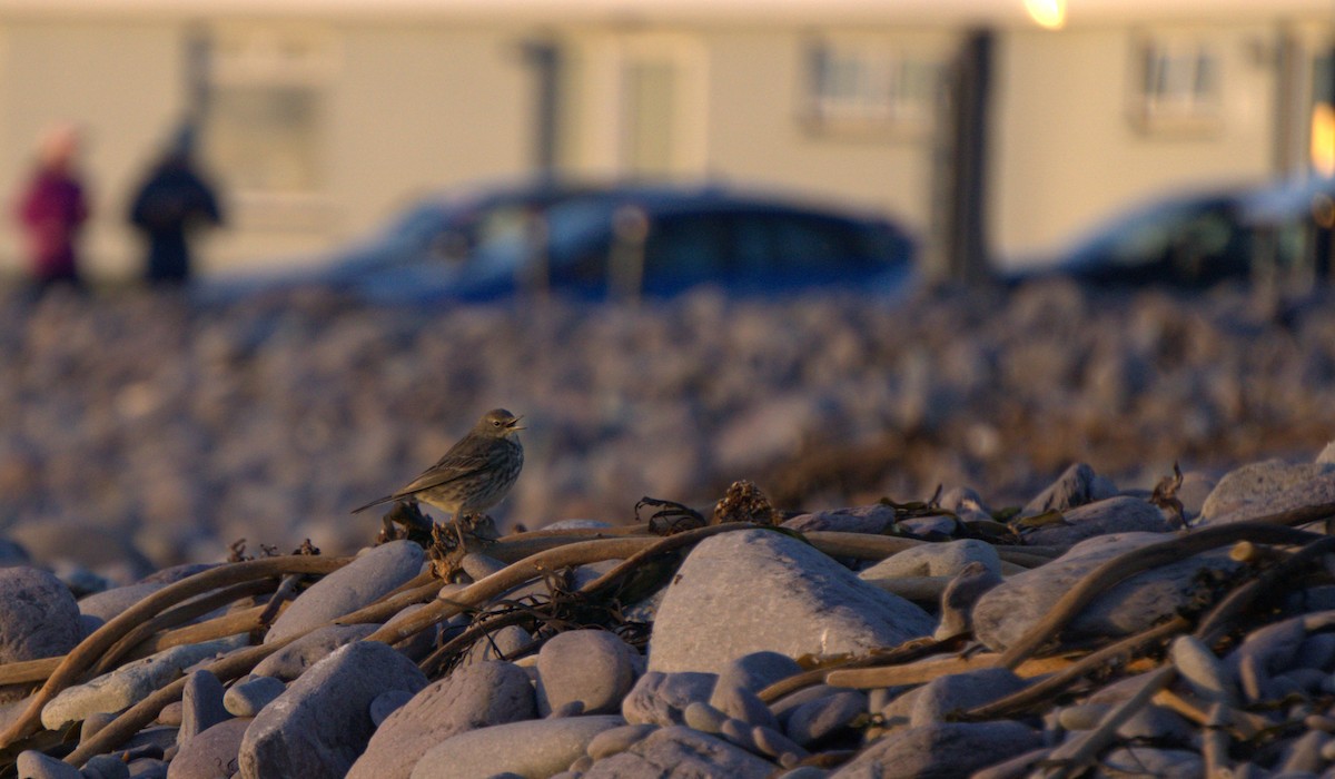 Rock Pipit - ML631307511