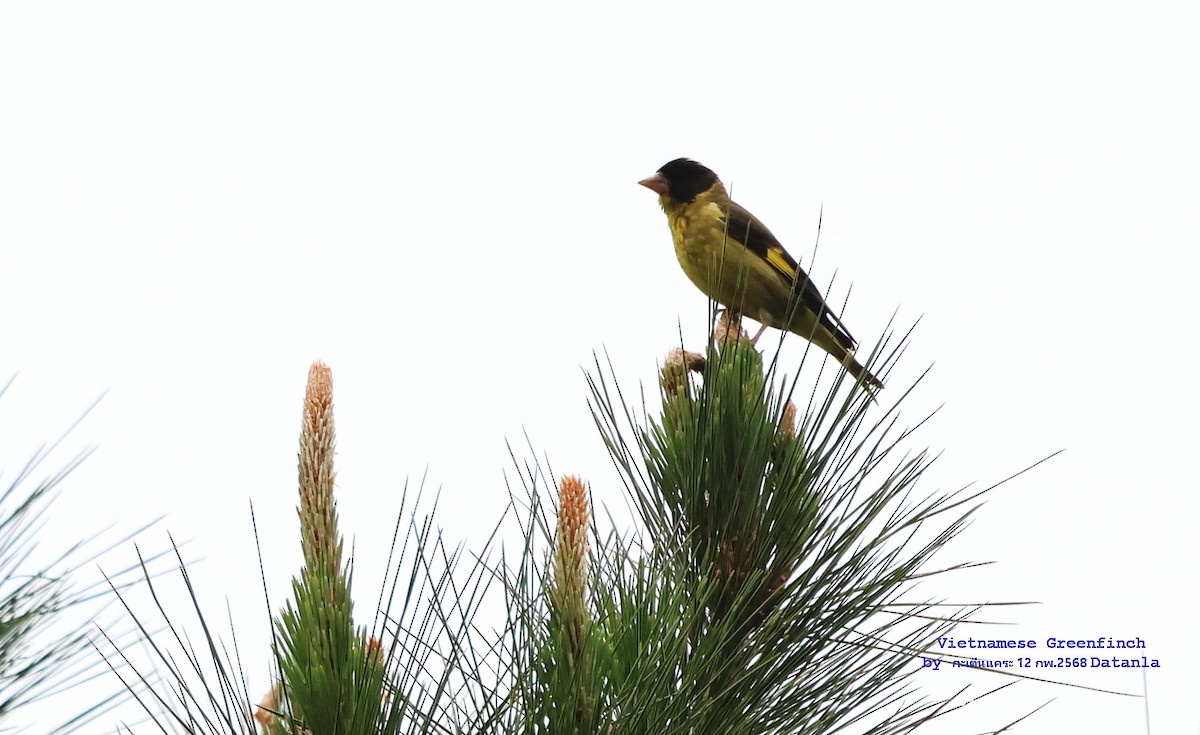 Vietnamese Greenfinch - ML631307611