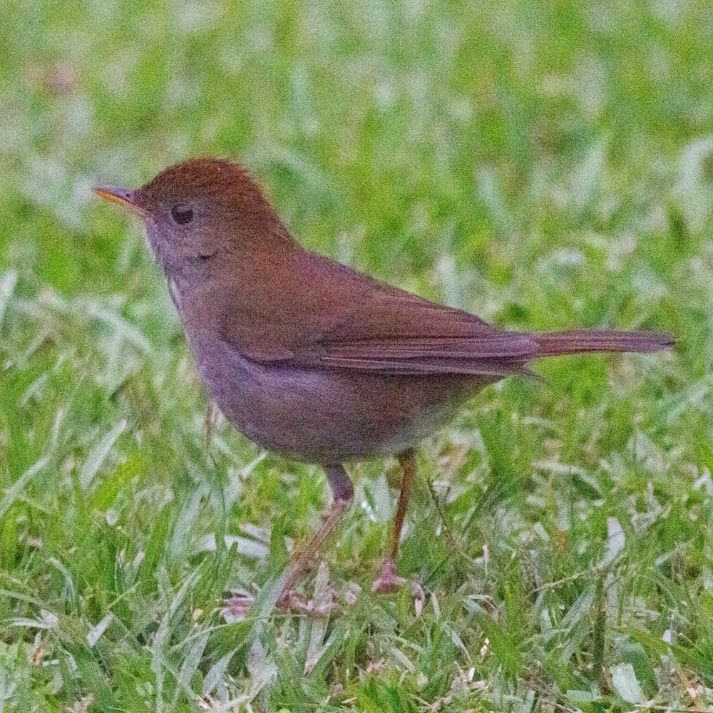 Ruddy-capped Nightingale-Thrush - ML631307798