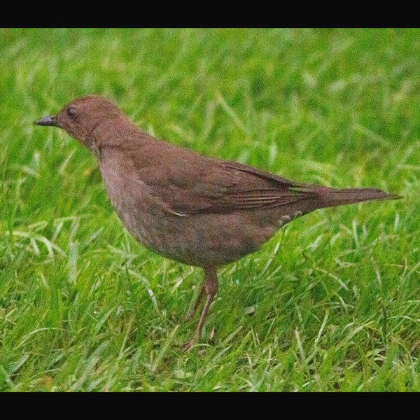 Mountain Thrush - ML631307807
