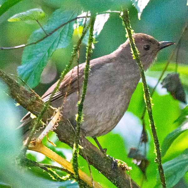 Mountain Thrush - ML631307808