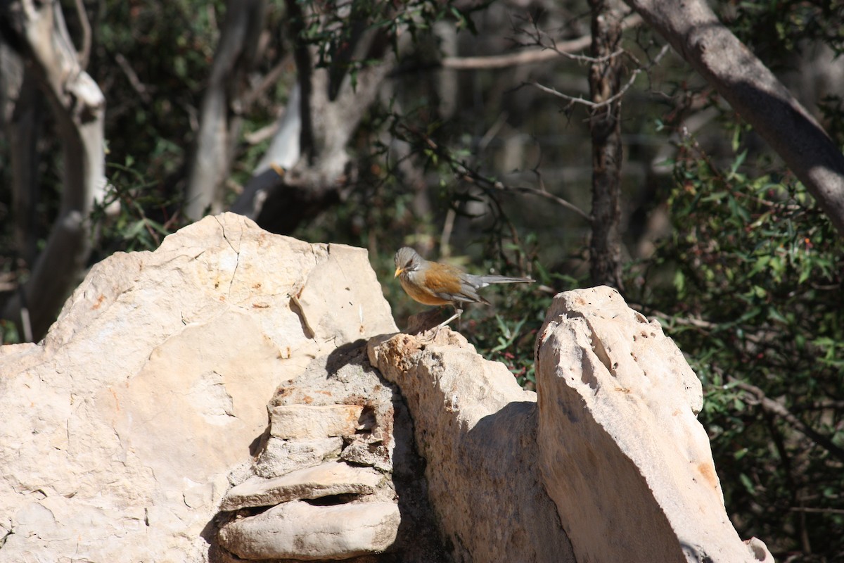 Rufous-backed Robin - ML631307827