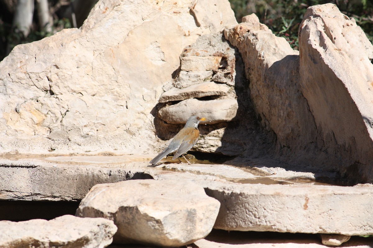 Rufous-backed Robin - ML631307854