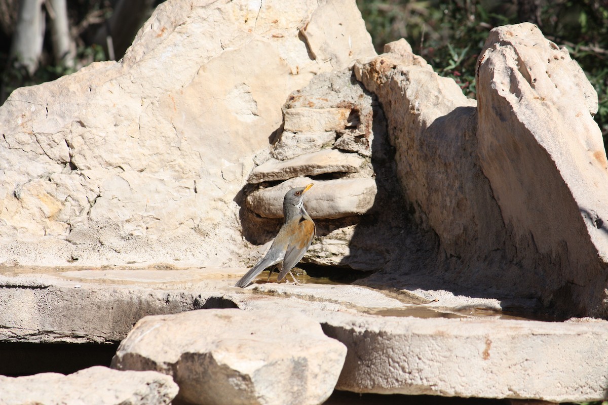 Rufous-backed Robin - ML631307881