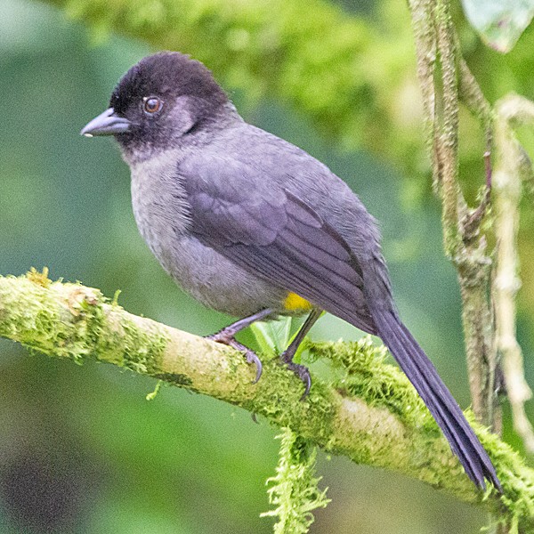 Yellow-thighed Brushfinch - ML631307921