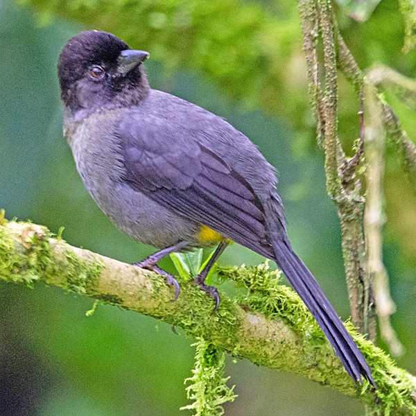 Yellow-thighed Brushfinch - ML631307923