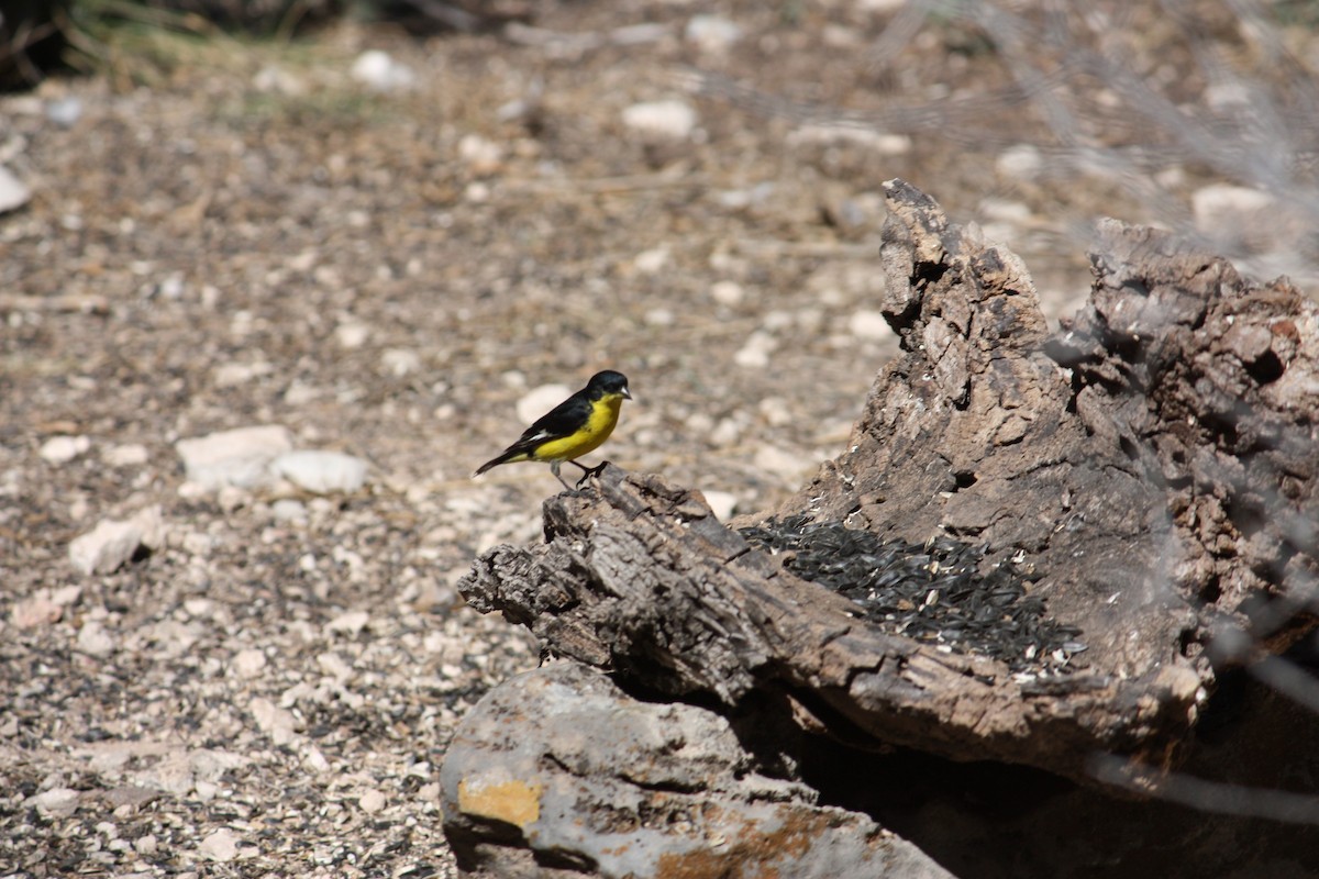 Lesser Goldfinch - ML631307974