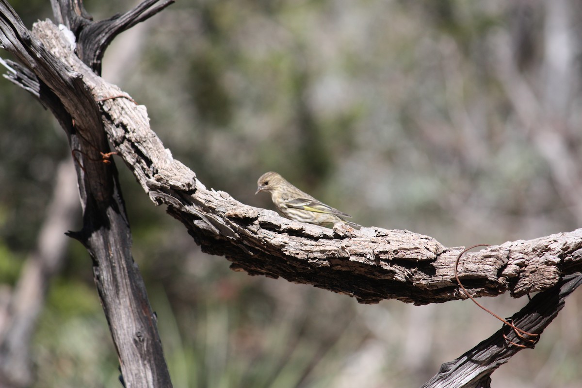 Pine Siskin - ML631307982