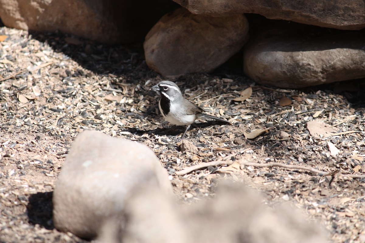 Black-throated Sparrow - ML631308066