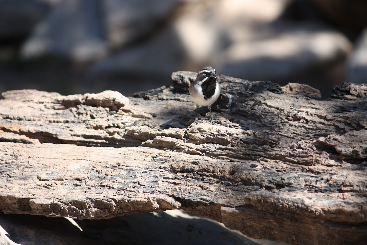 Black-throated Sparrow - ML631308077