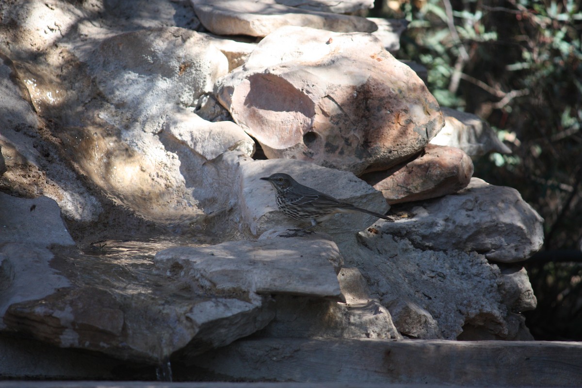 Sage Thrasher - ML631308107