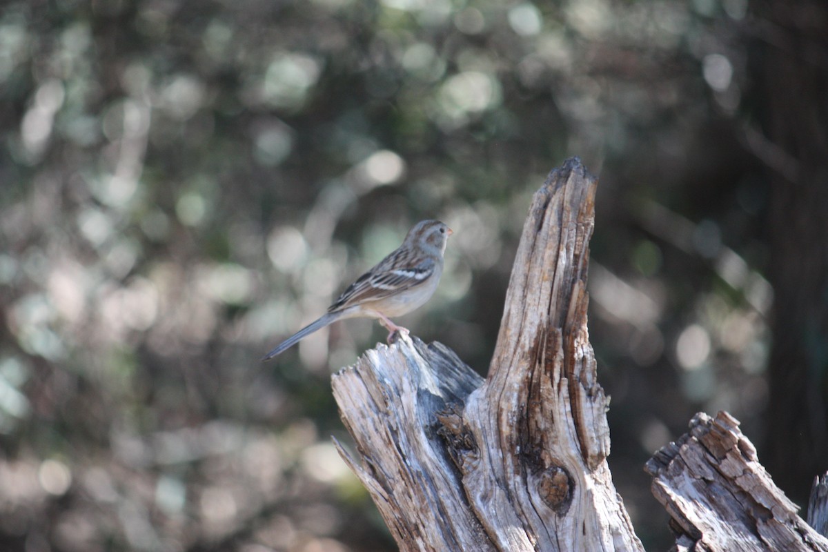 Field Sparrow - ML631308127