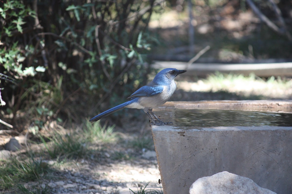 Woodhouse's Scrub-Jay - ML631308138