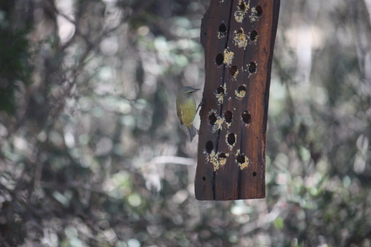 Orange-crowned Warbler - ML631308154