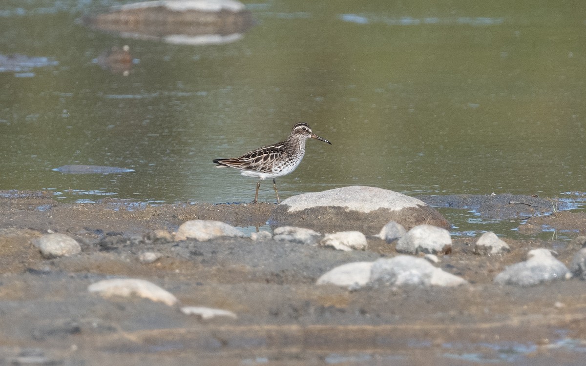Broad-billed Sandpiper - ML631308157