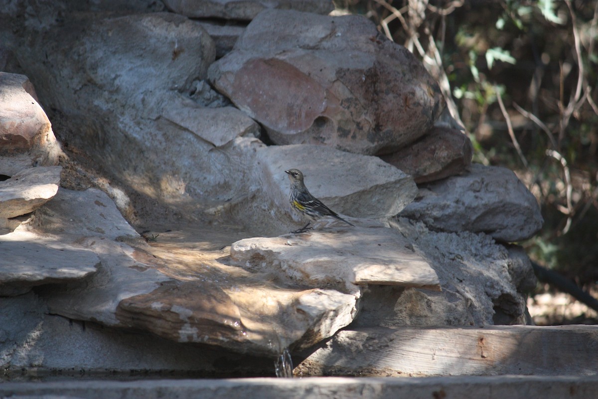Yellow-rumped Warbler - ML631308159