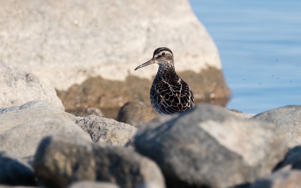 Broad-billed Sandpiper - ML631308162