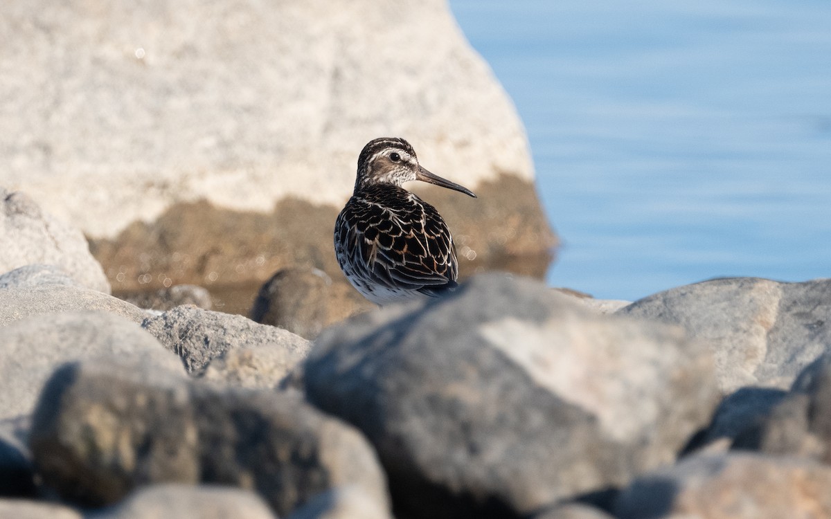 Broad-billed Sandpiper - ML631308170