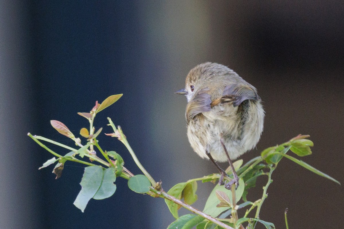 Brown Gerygone - ML631308173