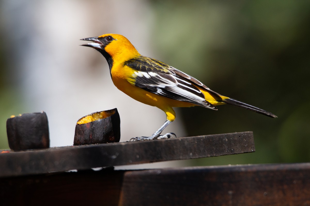 Streak-backed Oriole - ML631308267