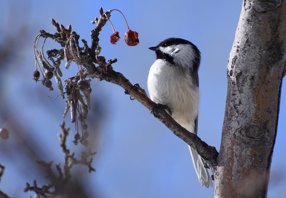 Black-capped Chickadee - ML631308274