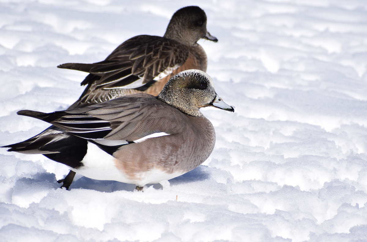 American Wigeon - ML631308295