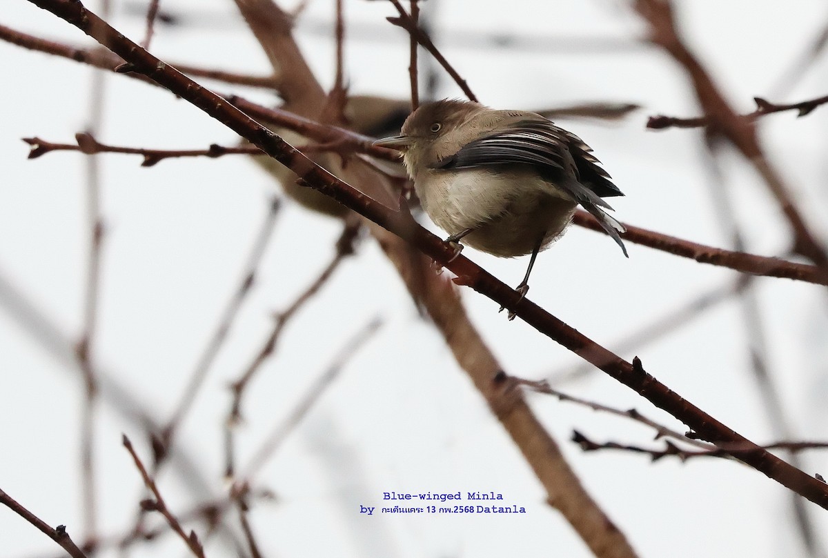 Blue-winged Minla - ML631308299