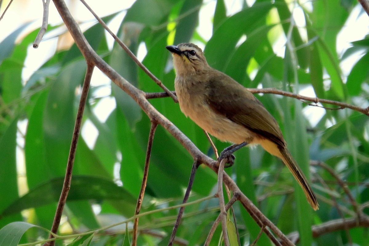 White-browed Bulbul - ML631308391