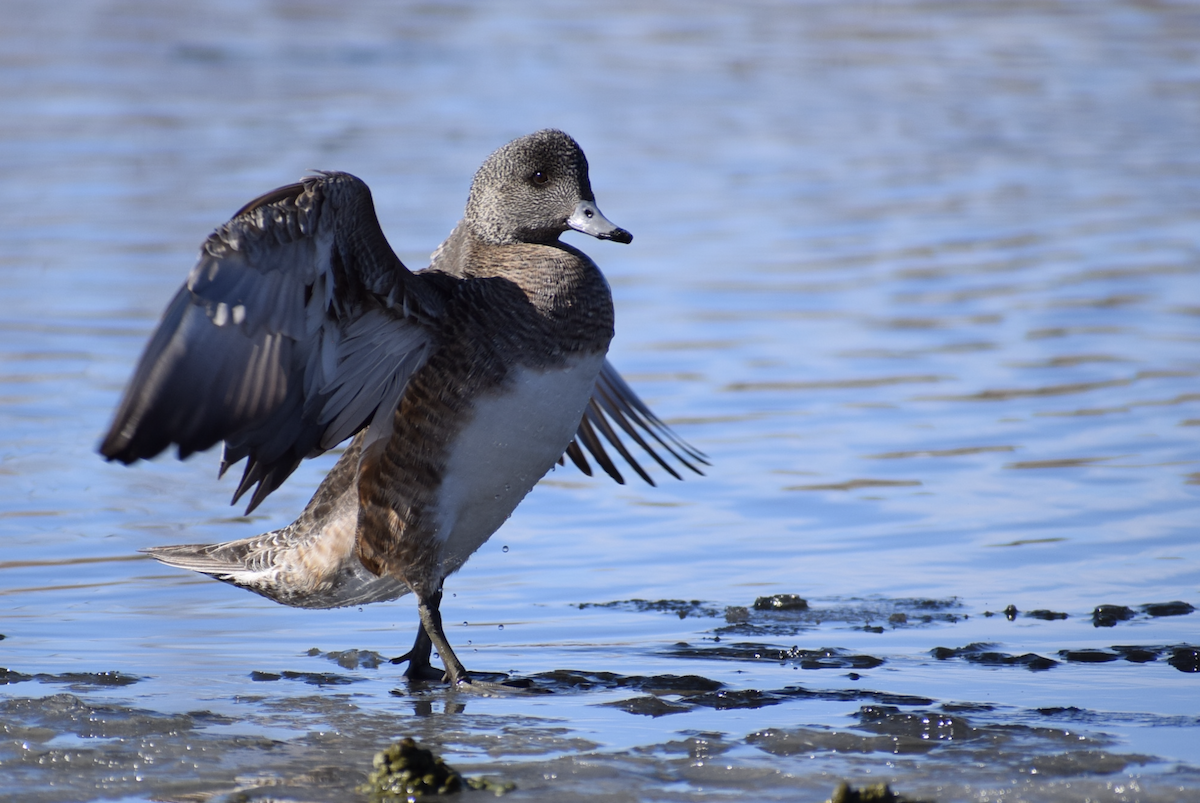 American Wigeon - ML631308392