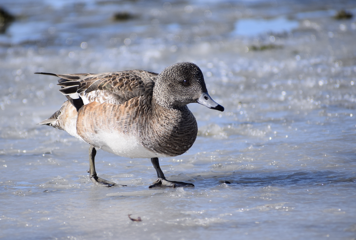American Wigeon - ML631308393